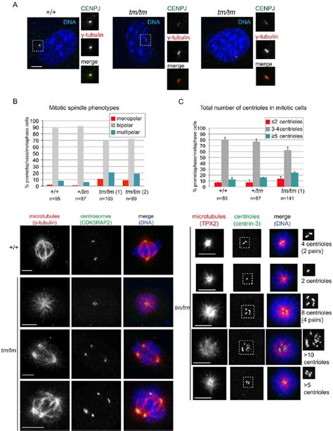 Centrosome And Mitotic Spindle Abnormalities Are Elevated In Cenpj