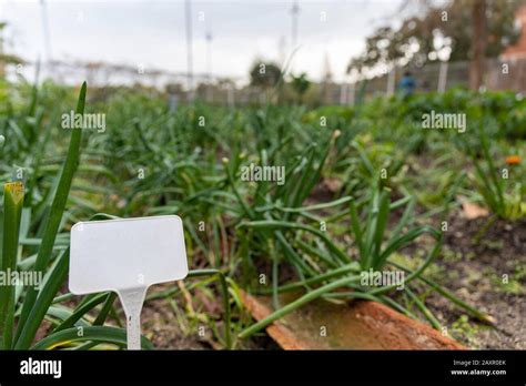 Orchard Roof Garden Hi Res Stock Photography And Images Alamy