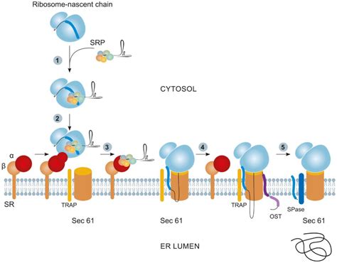 Plants Free Full Text Increasing The Efficiency Of The Accumulation