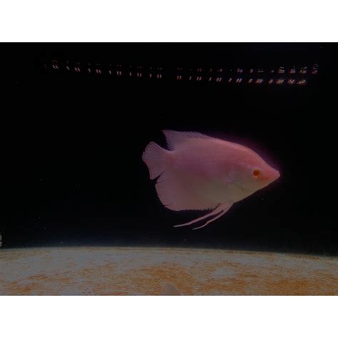 Jual Hiasan Aquarium Gurame Albino Thailand Shopee Indonesia