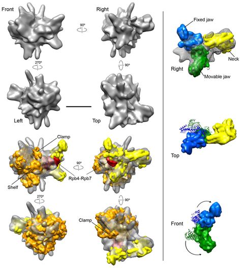 Cryo EM Structure Of The Head MPIC Complex And Docking Of The RNAPII