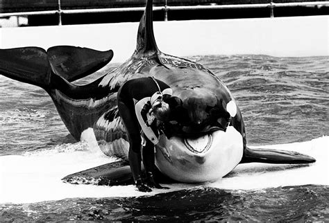 Lolita The Orca Dies At Miami Seaquarium After Half Century In
