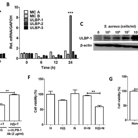 S Aureus Infected HaCaT Cells Produced Increased ULBP 1 The MRNA