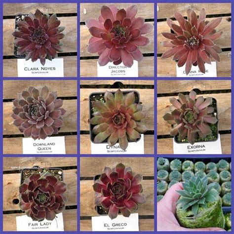 Cold Hardy Succulents From Etsy Shop Thesucculentjungle Succulents