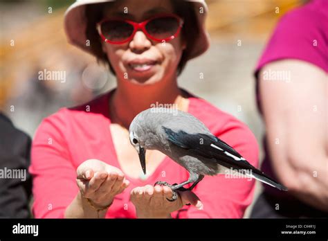 A Tourist Feeding A Clarks Nutcracker Near Lake Louise In The Canadian