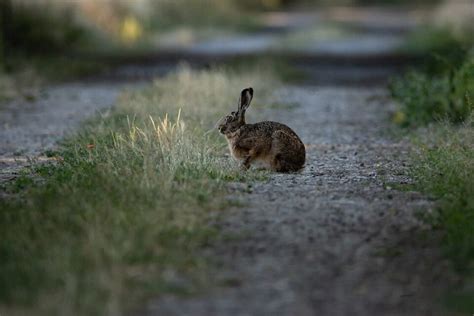 Hérault Invasion de lapins de garenne plus de 1 400 hectares de