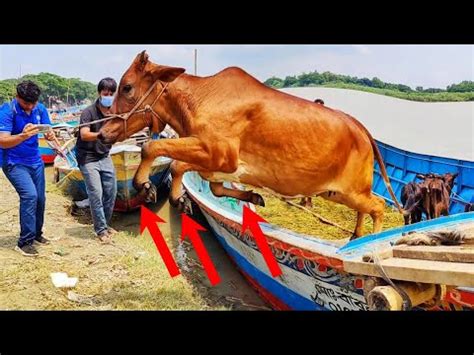 Cow Unloading Video 2023 Cow Unloading Video Biggest Cow Unloading