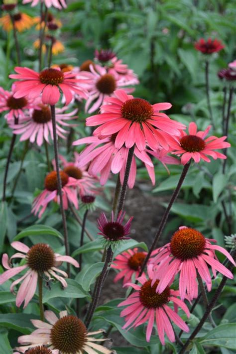 Echinacea Big Sky Solar Flare Pépinière Locas