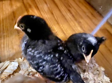 Black Sex Link BackYard Chickens Learn How To Raise Chickens