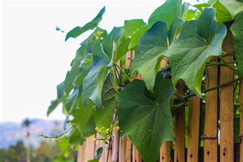 C Mo Sembrar Chayote Huerto En Casa