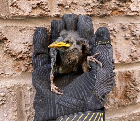 Humane Starling Removal In Vancouver Vancouver Wildlife Control