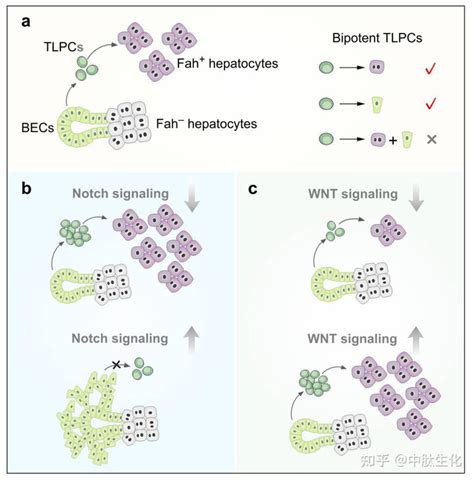 Nature Genetics封面论文：周斌团队发现促进肝再生的双潜能肝祖细胞 知乎