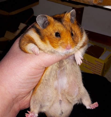 Lbumes Imagen De Fondo Como Saber Si Mi Hamster Es Macho O Hembra