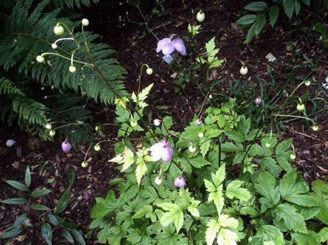 Anemonopsis macrophylla