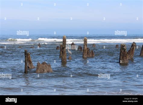 Sea stumps hi-res stock photography and images - Alamy