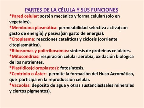 Diapositivas S Ntesis De La C Lula Pptx Descarga Gratuita