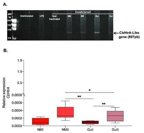 Expression Of Cbhtra In Bewo Cells Infected By C Burnetii N A