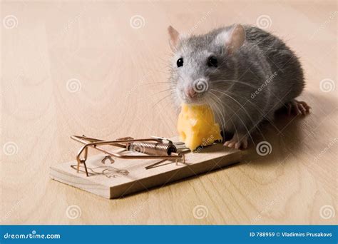 Rat Et Fromage Image Stock Image Du Fissure Animal Rongeur 788959