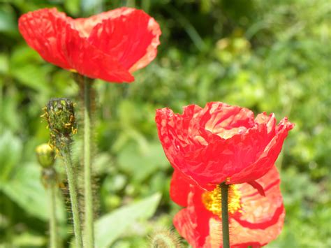 Free Images Blossom Field Flower Petal Summer Red Botany Flora