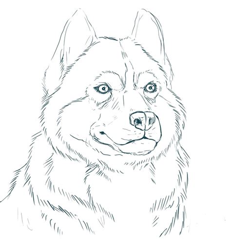 Dibujos De Husky Para Colorear Imprimir Y Pintar WONDER DAY