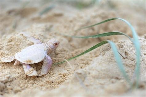 Meet The Extremely Rare, Adorable Albino Sea Turtle