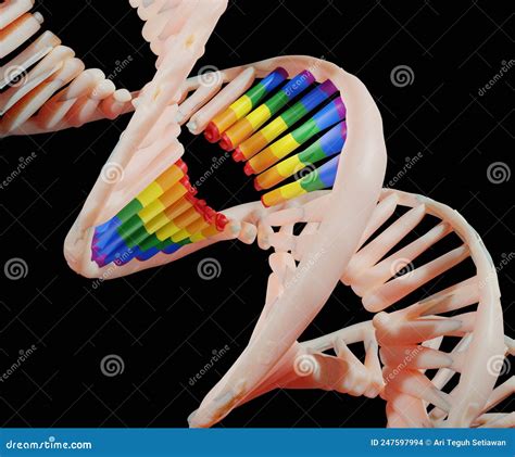 Isolated Gay Gene On The Dna Strand Rainbow Dna Stock Illustration