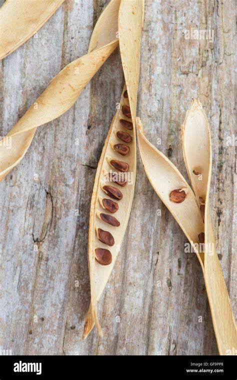 Lathyrus Latifolius Dried Broad Leaved Everlasting Pea Seed Pods And