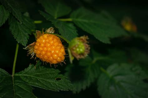 Where can I see the Salmonberry in the wild