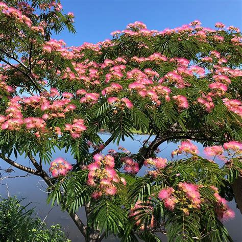 Albizia Julibrissin Silk Tree Artofit