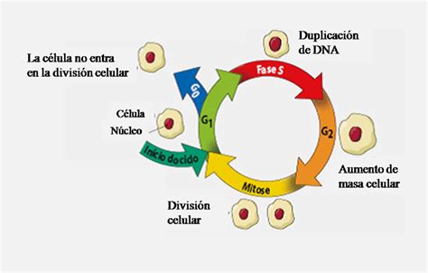 Ciclo Celular Maqueta