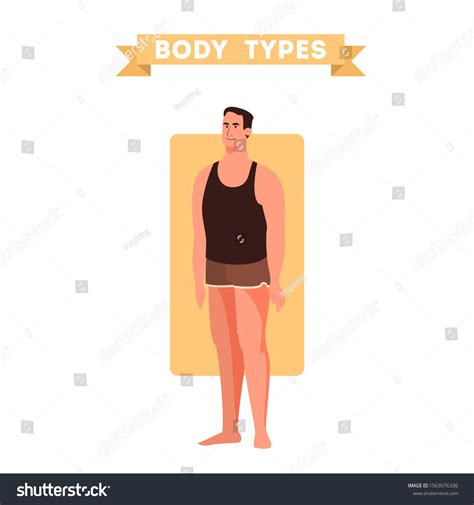 Male Body Shapes Triangle And Rectangle Pear And Apple Figure Human Anatomy Vector