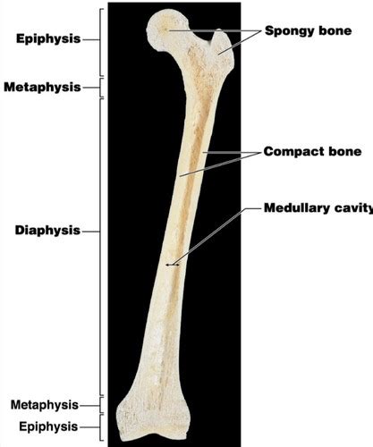 Skeletal System Flashcards Quizlet