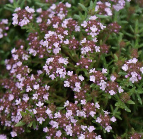 Gärtnerei StaudenSpatz Echter Thymian Standard Winter Thymus