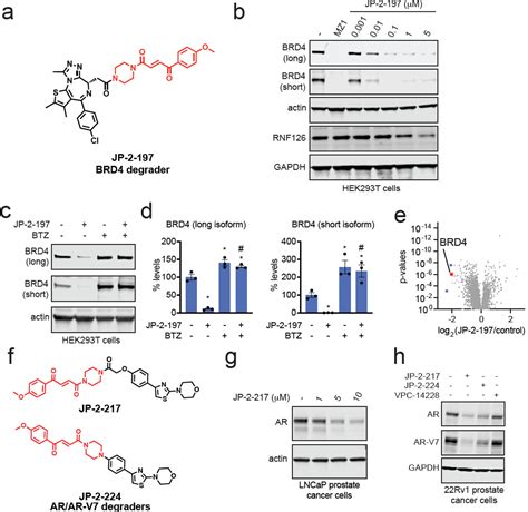 Rational Chemical Design Of Molecular Glue Degraders Acs Central Science