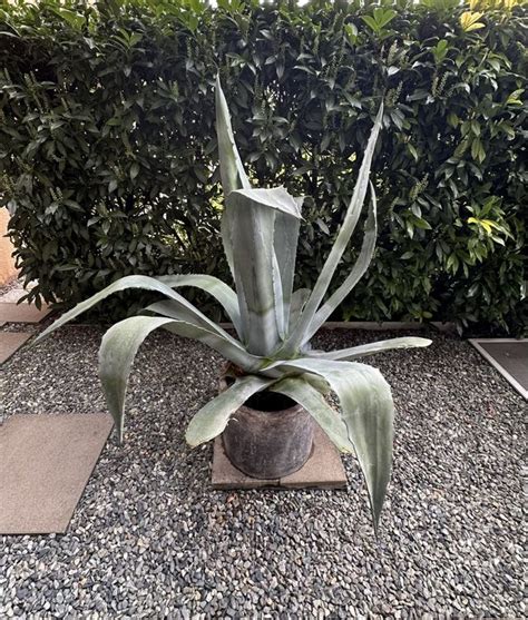 Agave Kaufen Auf Ricardo