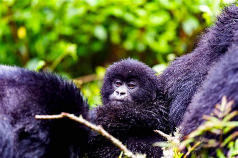 Days Uganda Gorilla Habituation Safari One More Adventure Safaris