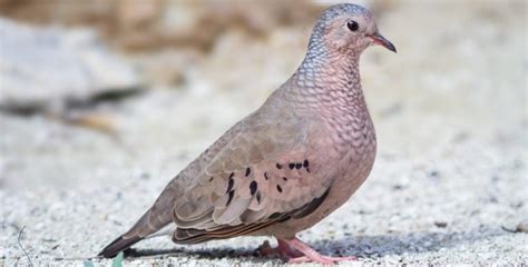 14 Types Of Birds In The Dominican Republic Common Bird Watching Hq