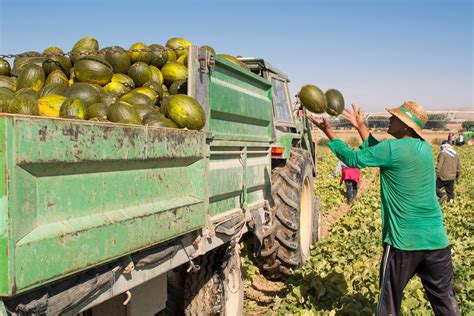 Upa Desvela La Verdad Que Esconde El Precio De La Fruta Los