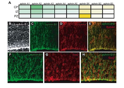 Ligand Expression In Cortical Proliferative Zones A Levels Of Ephrin