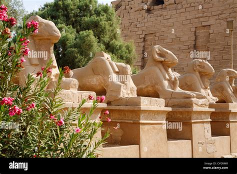 Sphinx Avenue At Luxor Hi Res Stock Photography And Images Alamy