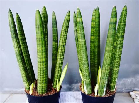 Braided Snake Plant Growing And Care Guide Plantglossary