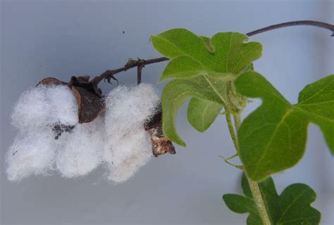 Gossypium herbaceum L.
