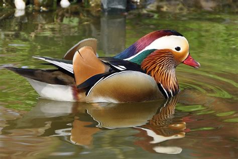 Ente Mandarinente Aix Galericulata Kostenloses Foto Auf Pixabay