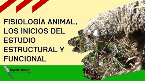 Fisiología Animal Los Inicios Del Estudio Estructural Y Funcional