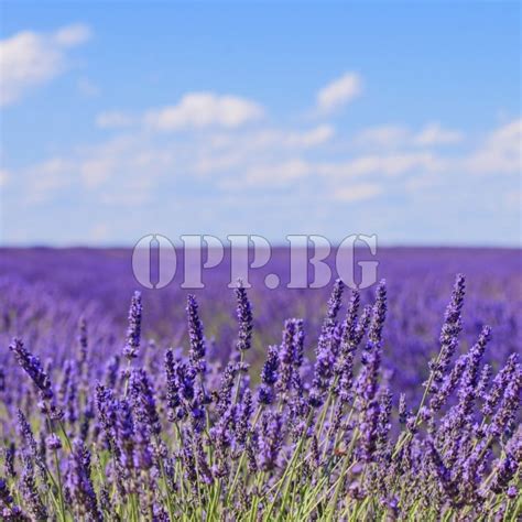 opp.bg - Семена за впечатляващ микс от шарени моркови
