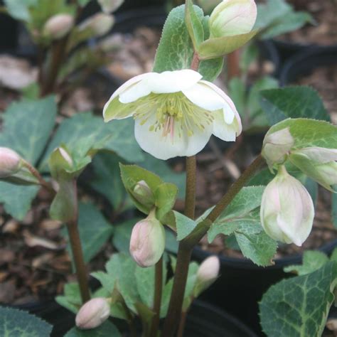 Helleborus Mollys White Lenten Rose From Sandys Plants