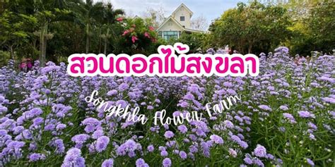 สวนดอกไมสงขลา จดเชคอน ถายรปสวย Songkhla Flower Farm