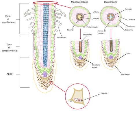 Radice Zone Di Struttura Primaria E Secondaria Pt 3 Microbiologia