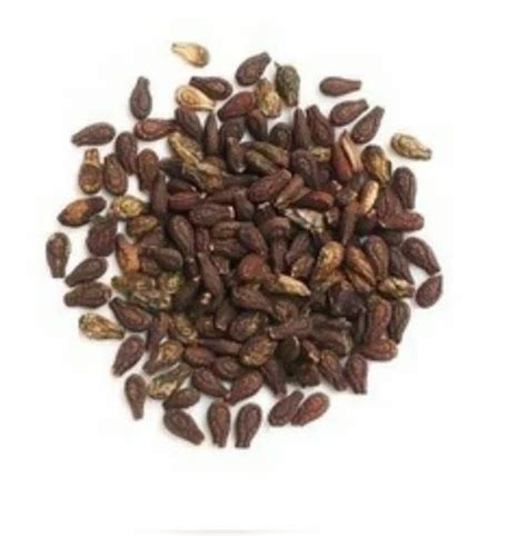 neem seeds  rs kilogram neem seeds  solapur id