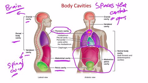 Chapter Anatomy And Physiology